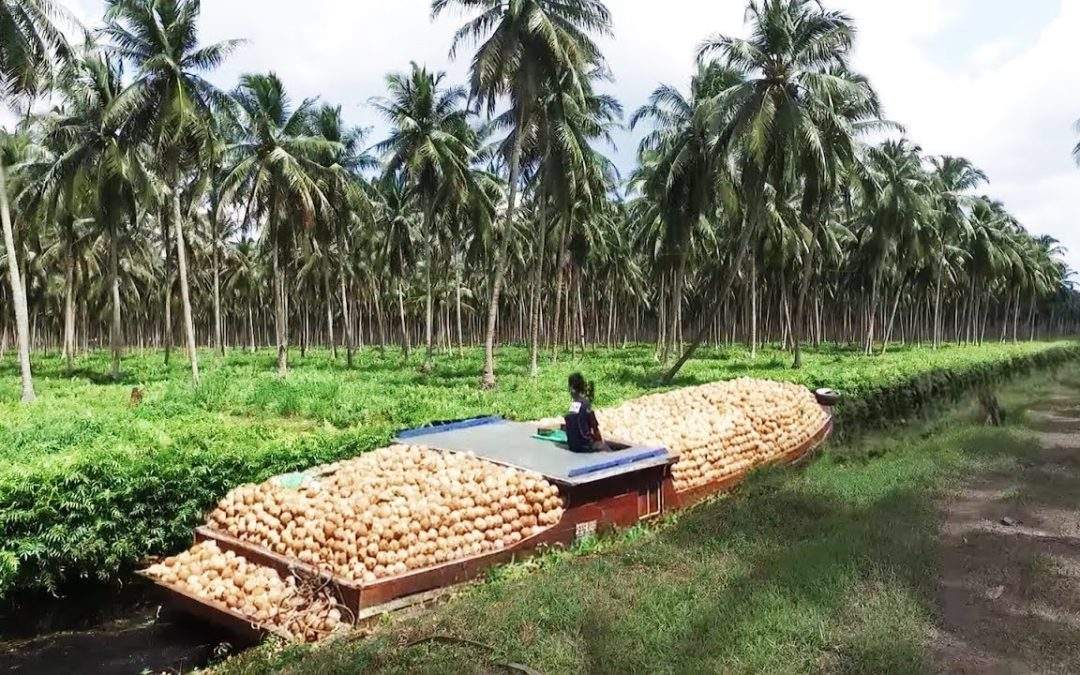 Indonesian Coconuts: The Top Choice for Your Coconut Product